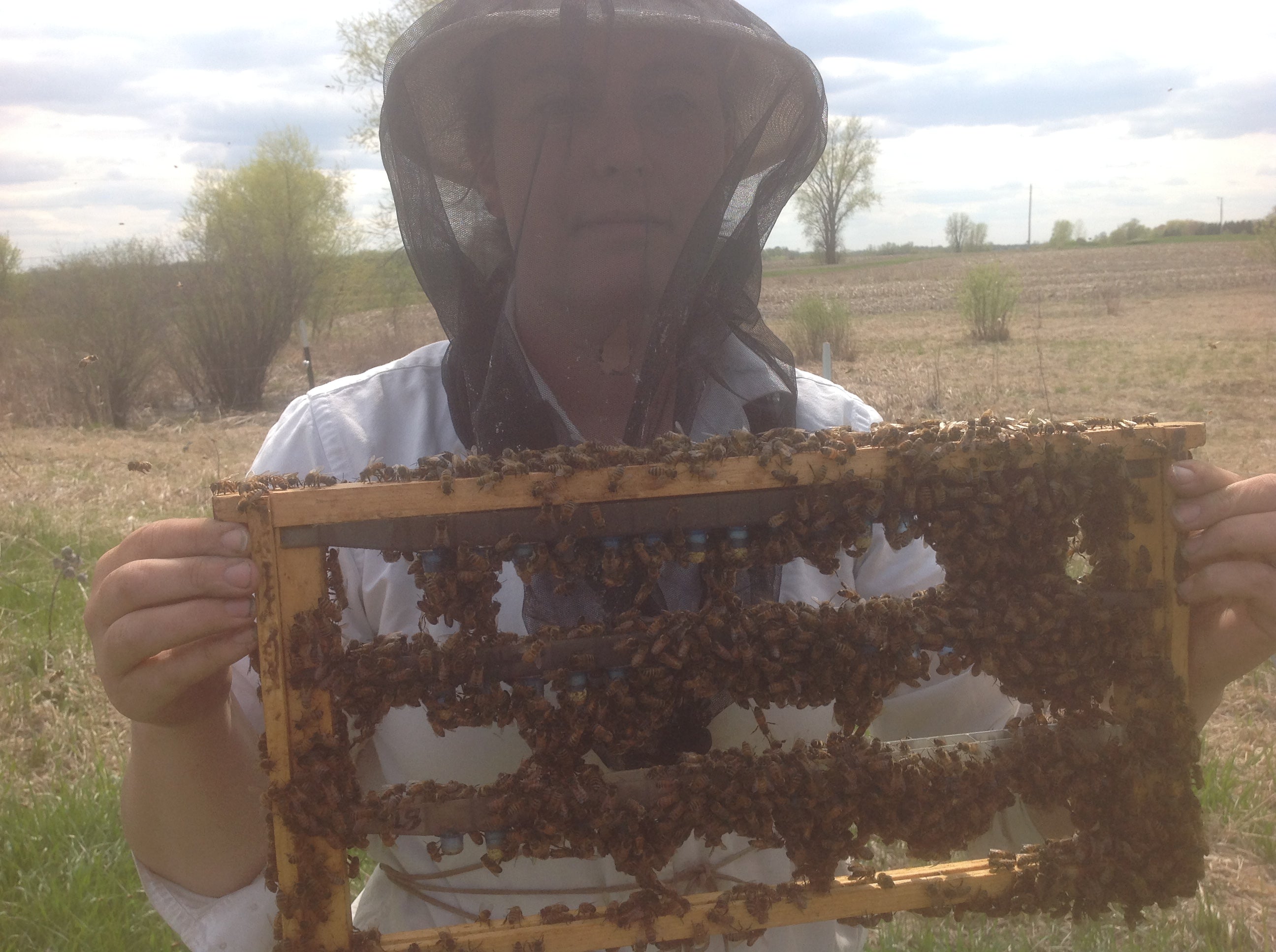 Spring-Made 4 Frame MN Hardy Starter Colonies - Bolton Bees & Honeys