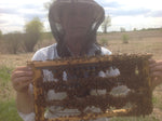 Load image into Gallery viewer, Spring-Made  4 Frame  MN-Hardy Starter Colonies

